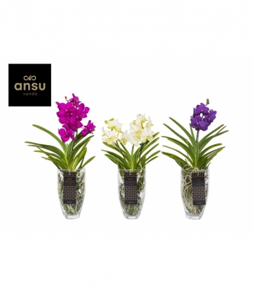 Vanda