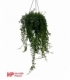 Aeschynanthus