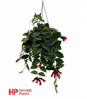Aeschynanthus