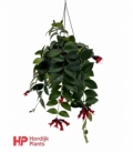 Aeschynanthus