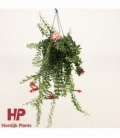 Aeschynanthus