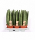 Sansevieria