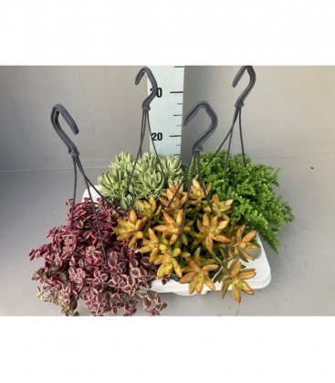 succulents