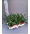 Aloe