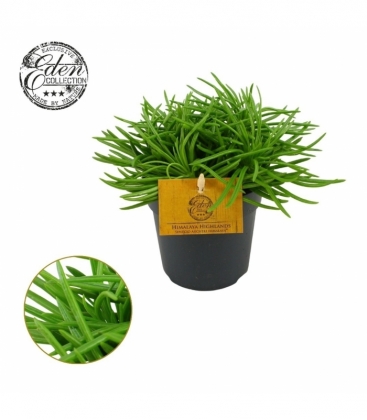 Senecio