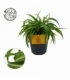 Chlorophytum