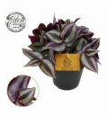 Tradescantia