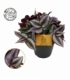 Tradescantia
