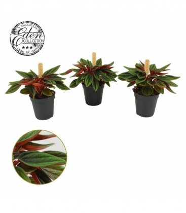 Peperomia