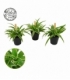 Chlorophytum