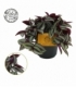 Tradescantia