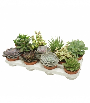 succulents
