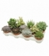 succulents