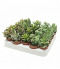 Crassula