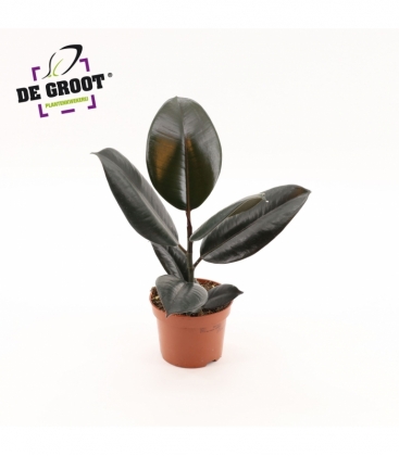 Ficus