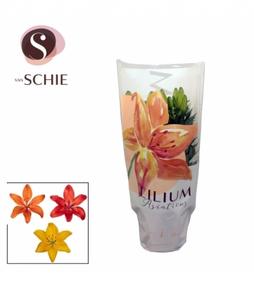 Lilium