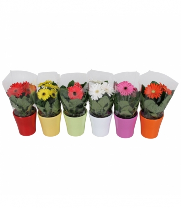 Gerbera