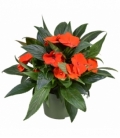 Impatiens