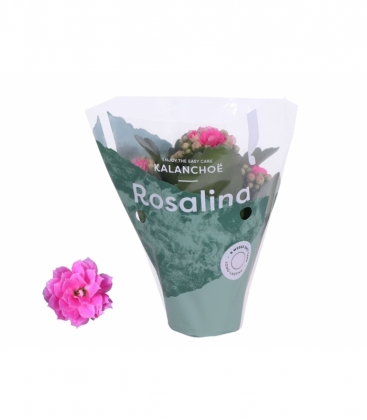 Kalanchoe