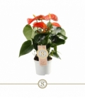 Anthurium