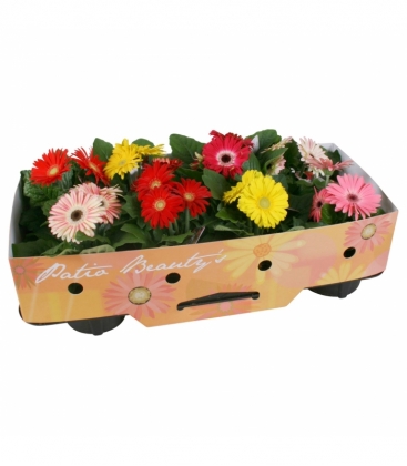 Gerbera