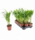 Dypsis