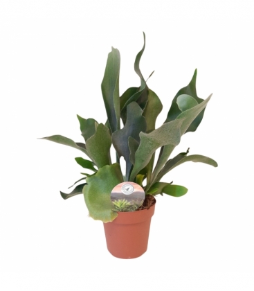 Platycerium