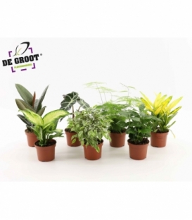 Indoor