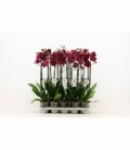 Phalaenopsis