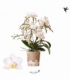 Phalaenopsis