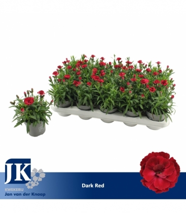 Dianthus