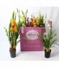 Cymbidium