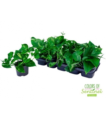 Scindapsus