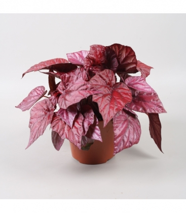 Begonia