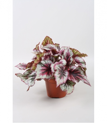 Begonia