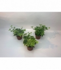 Hedera