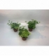 Hedera
