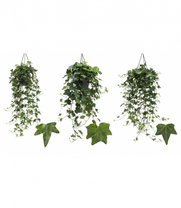 Hedera
