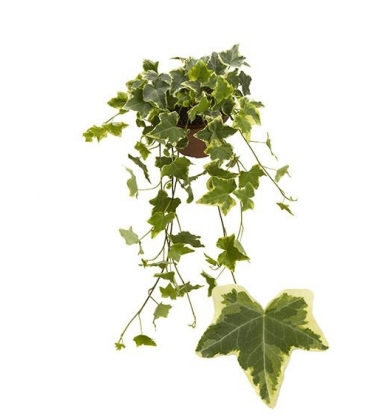 Hedera