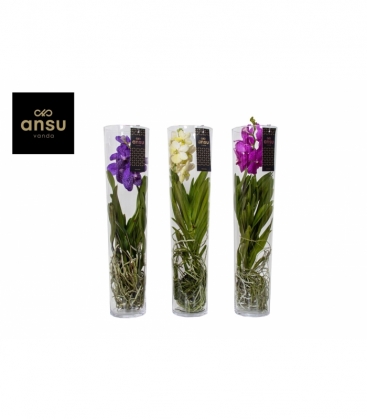 Vanda