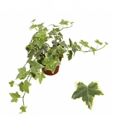 Hedera