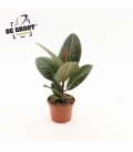 Ficus