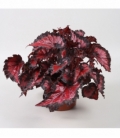 Begonia