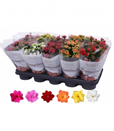 Kalanchoe