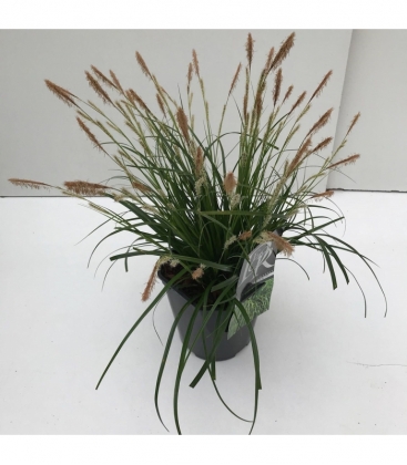 Carex