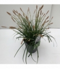 Carex