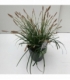 Carex