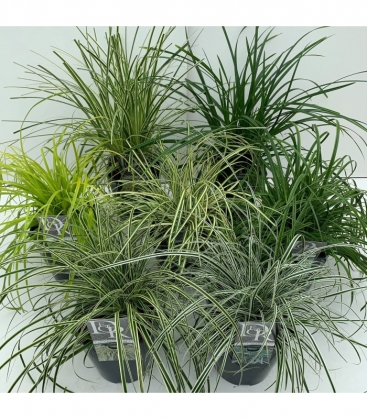 Grasses
