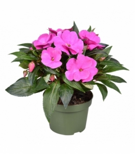 Impatiens