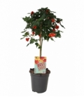 Abutilon